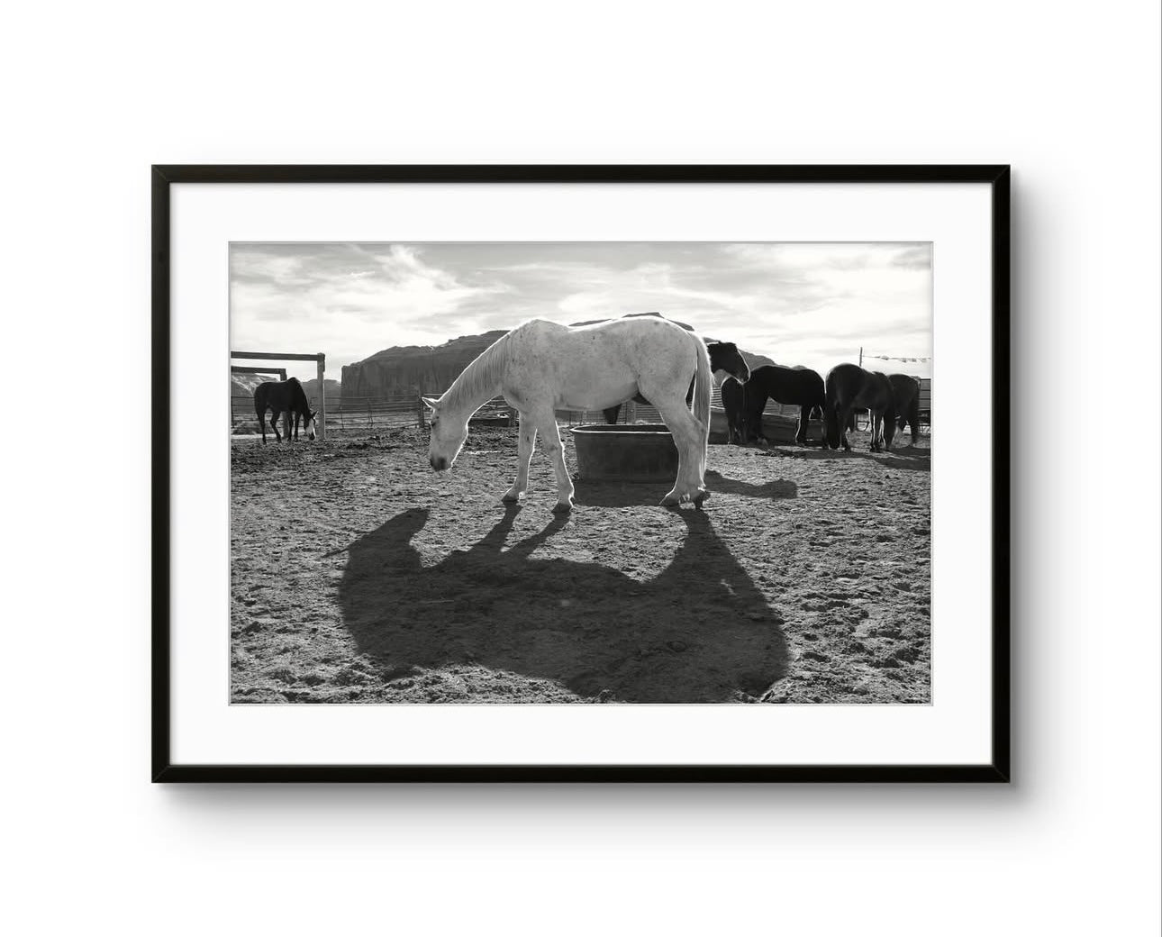 Navajo white horse (Monument Valley) 8"x"10 inches (unframed)